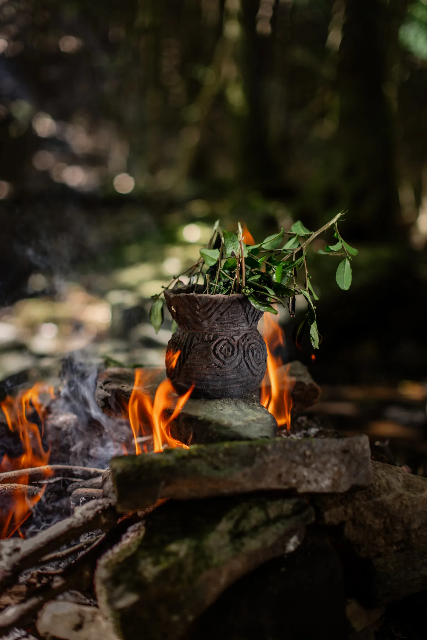 石飛の山あいに広がる在来種の茶畑