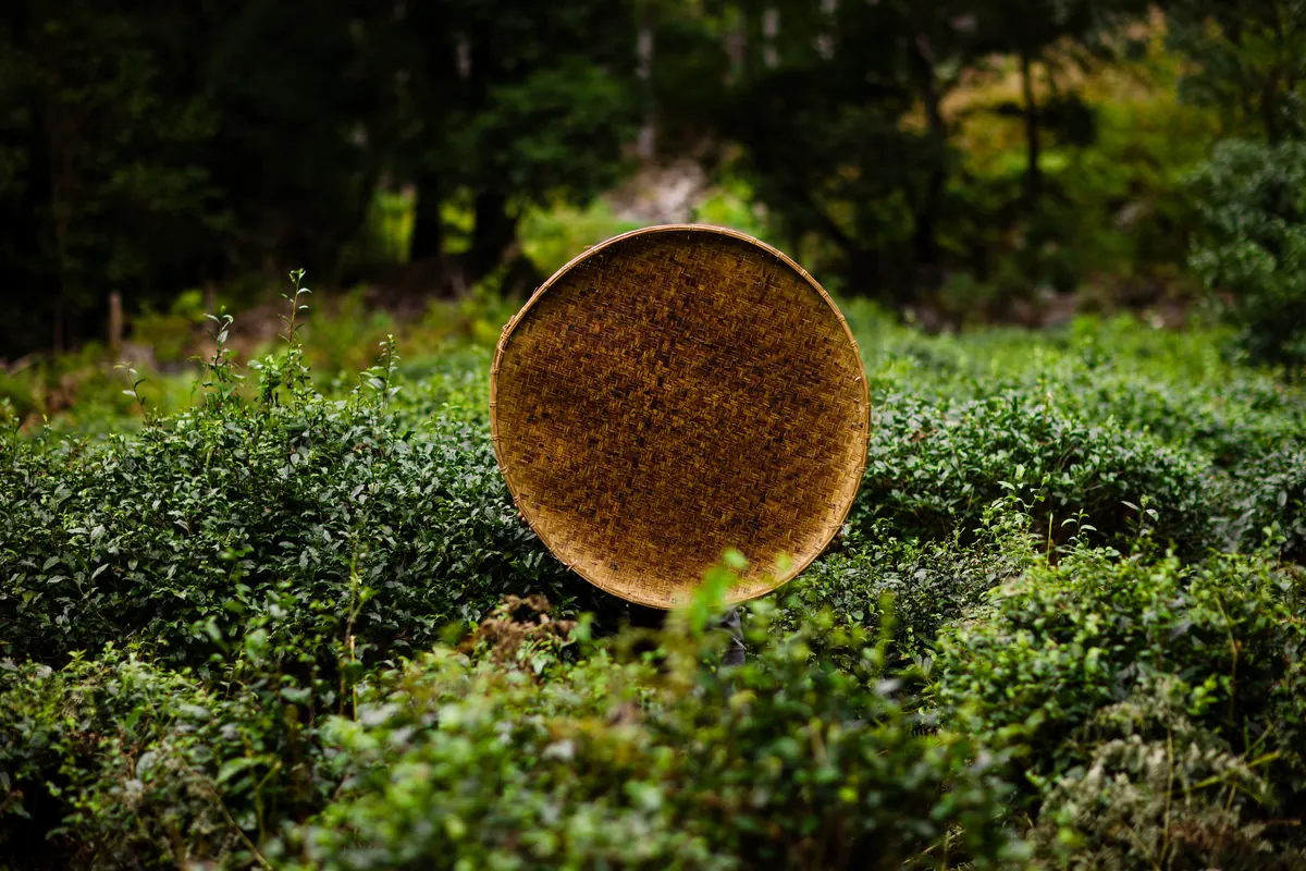 茶畑に立てかけた竹の箕