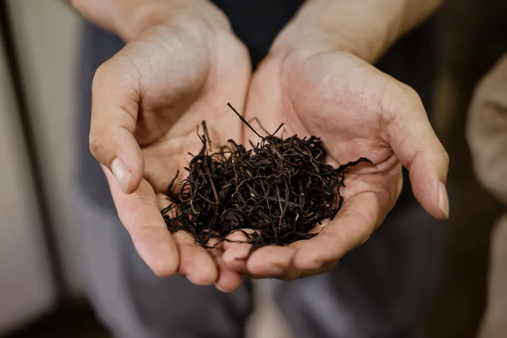 手のひらにのせた揉んだ茶葉
